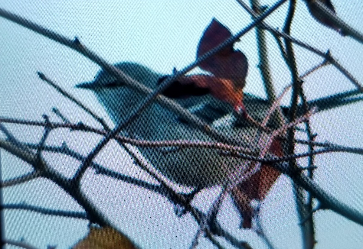 Northern Mockingbird - Dan Furbish
