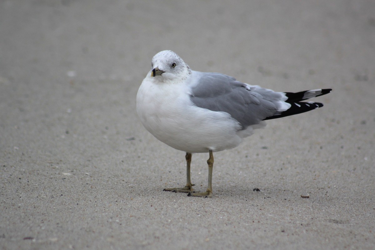 Ring-billed Gull - Marie Chappell