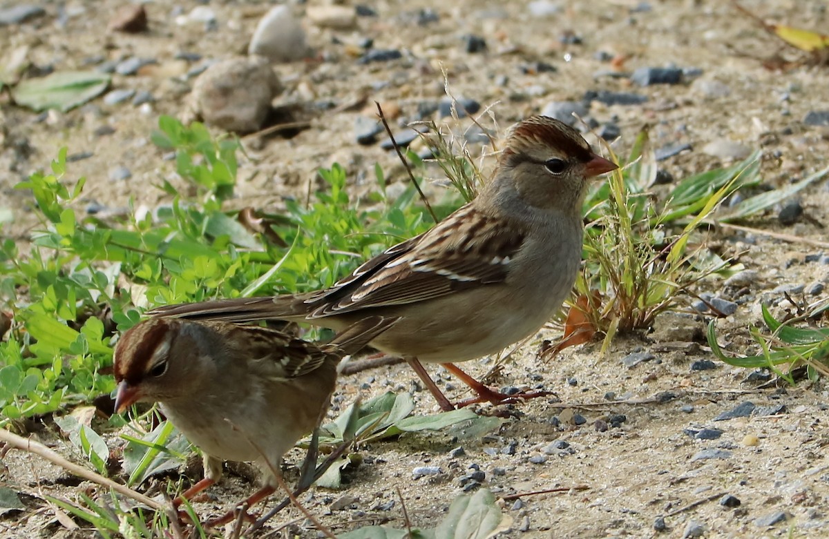 White-crowned Sparrow - ML120115321