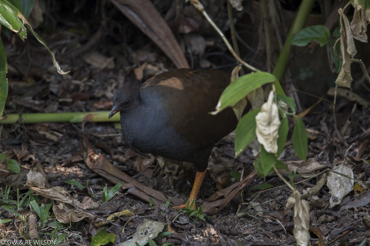 Orange-footed Megapode - Gary & Robyn Wilson