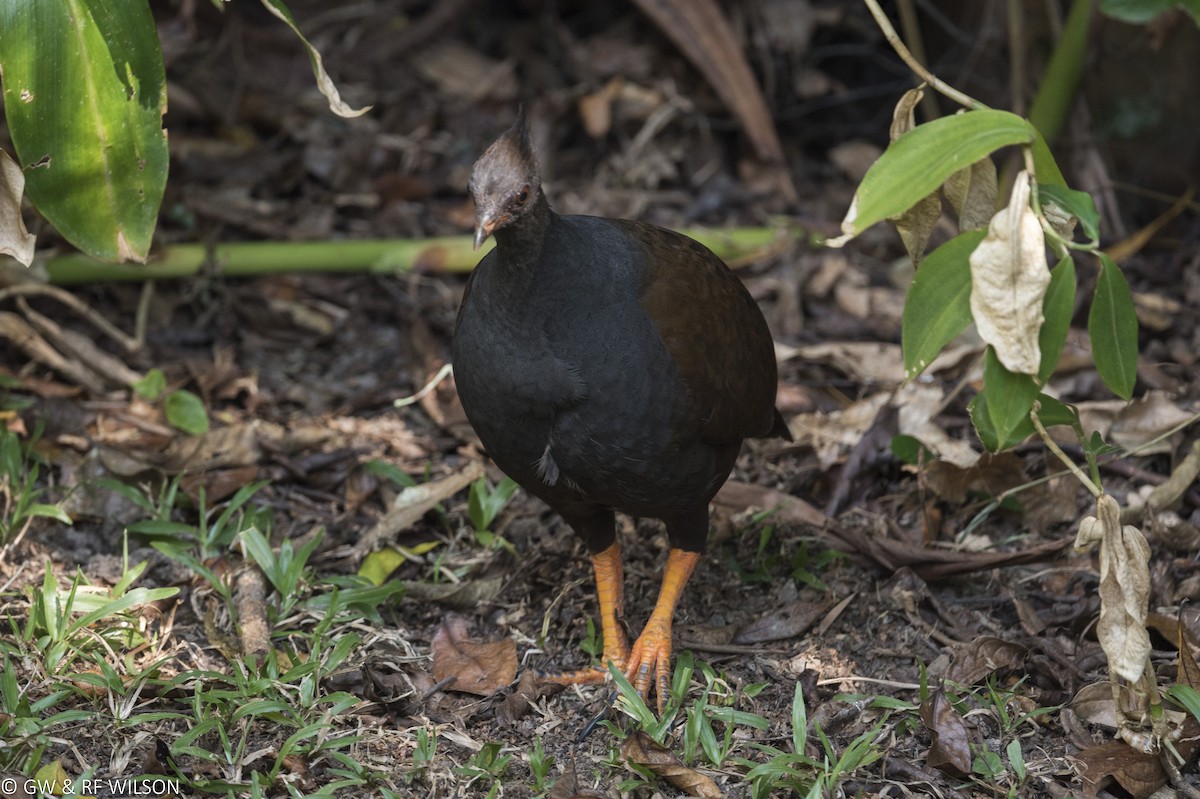 Orange-footed Megapode - Gary & Robyn Wilson