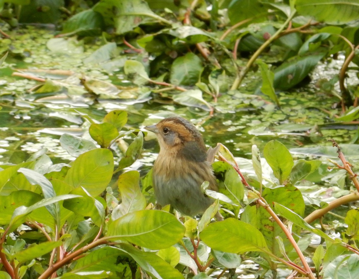 Nelson's Sparrow - Peter Paul