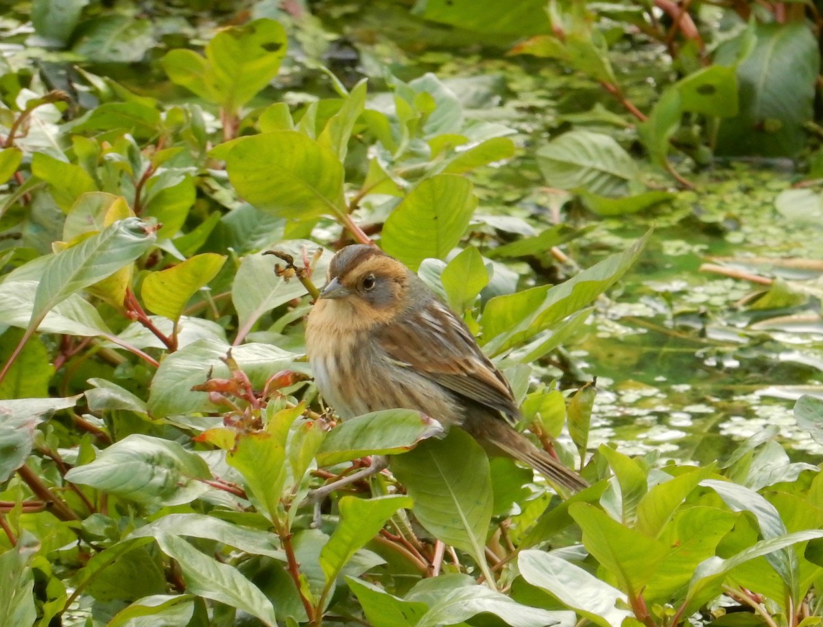 Nelson's Sparrow - ML120120401