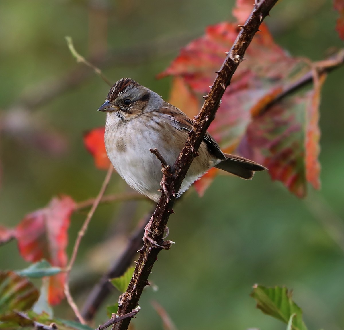 Swamp Sparrow - ML120122451