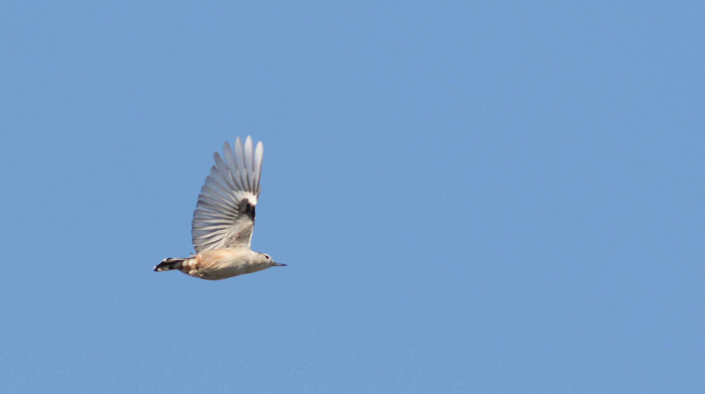 White-breasted Nuthatch in flight