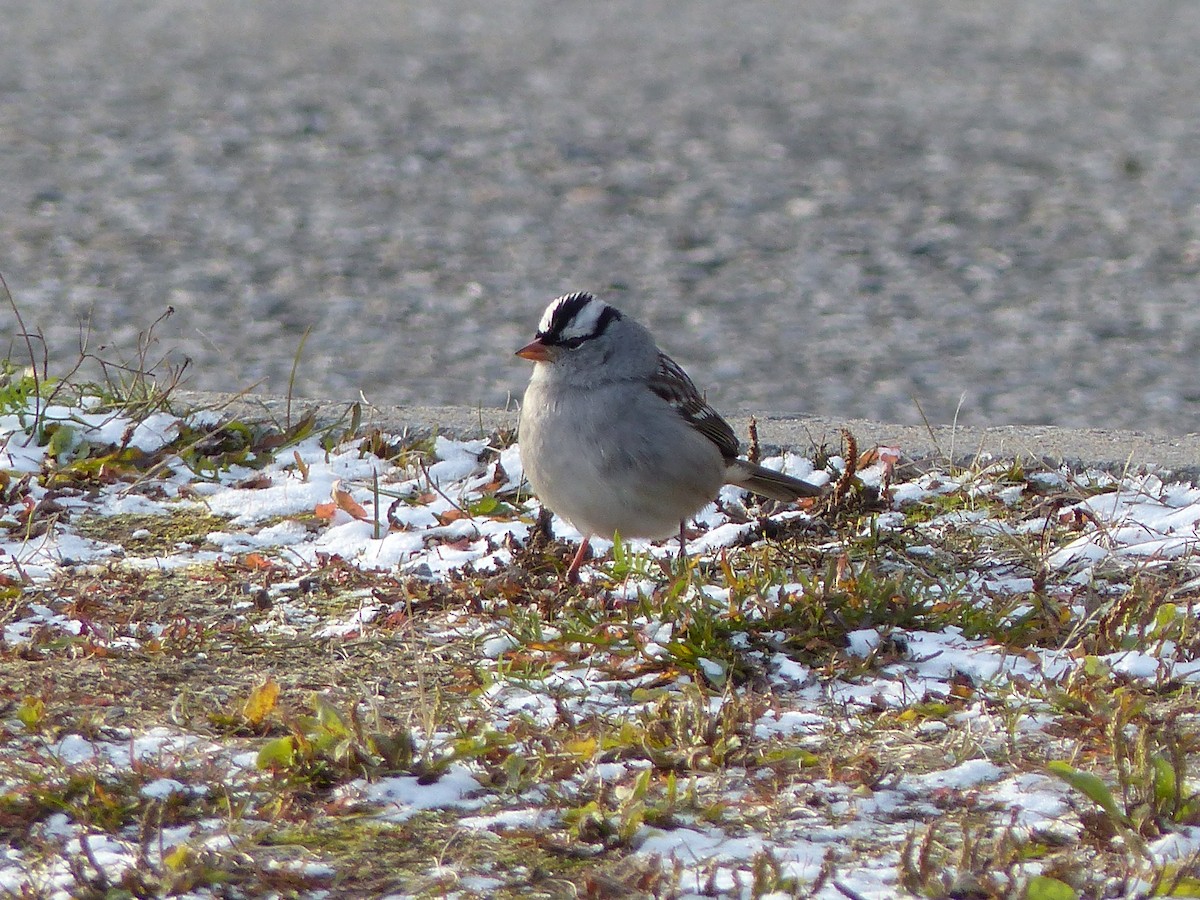 White-crowned Sparrow - Réjean Deschênes