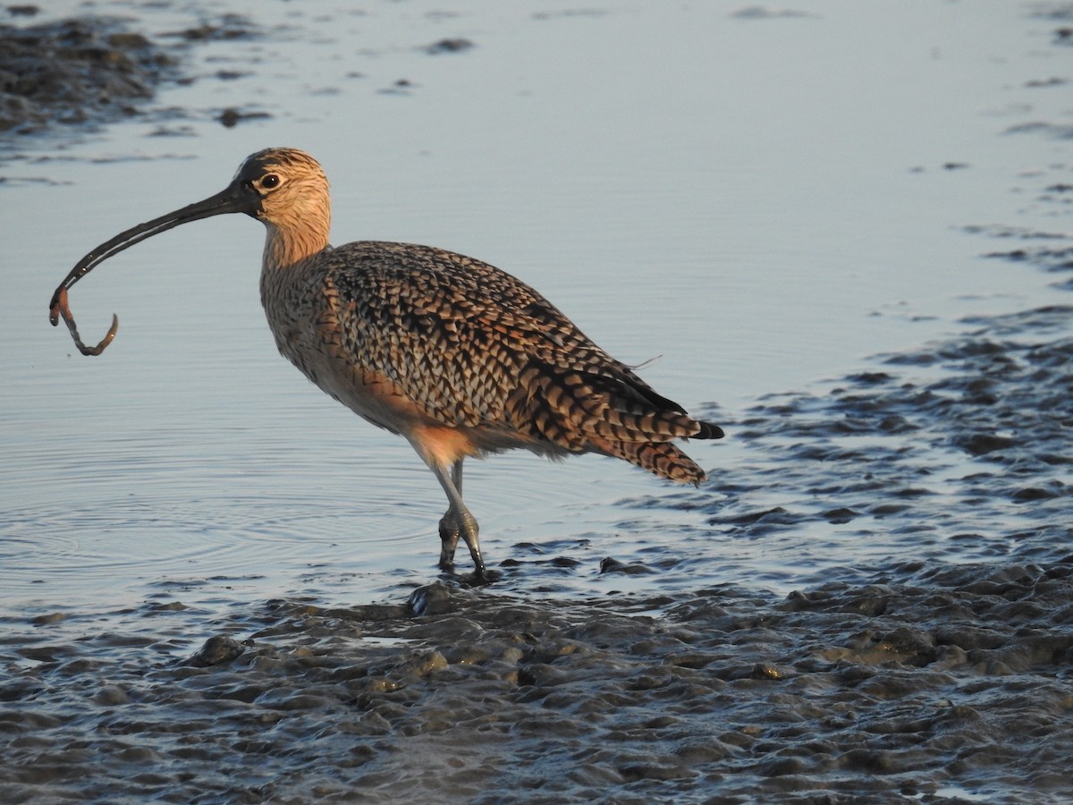 Long-billed Curlew - Ananth Ramaswamy