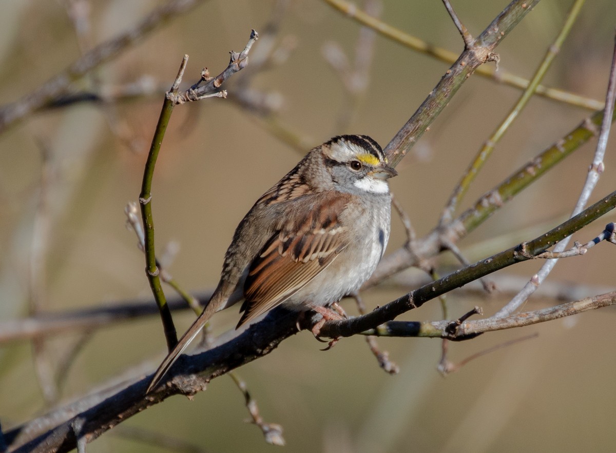 White-throated Sparrow - ML120136351