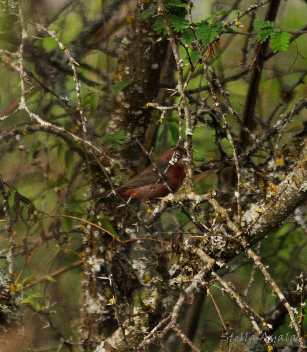 Red-crested Finch - ML120136511