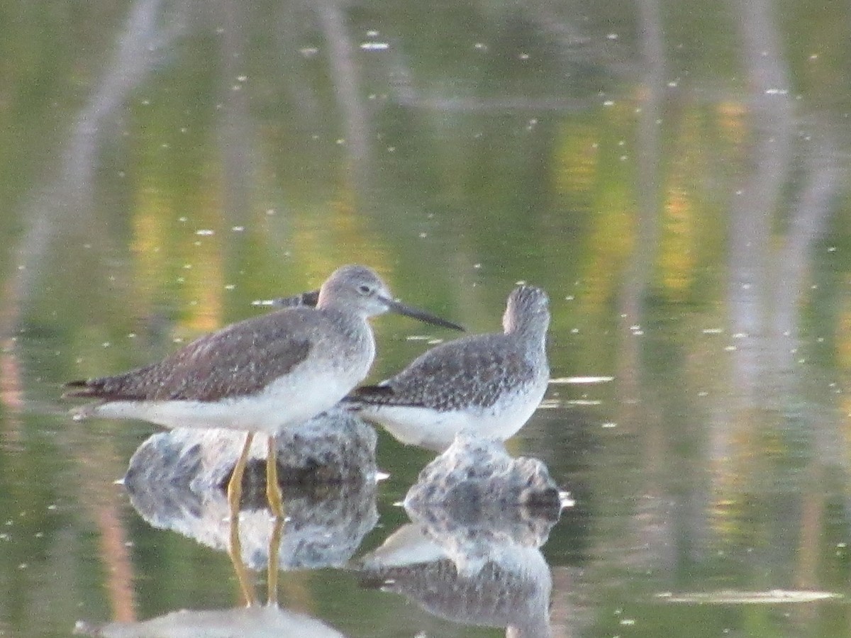 Greater Yellowlegs - Vivian F. Moultrie