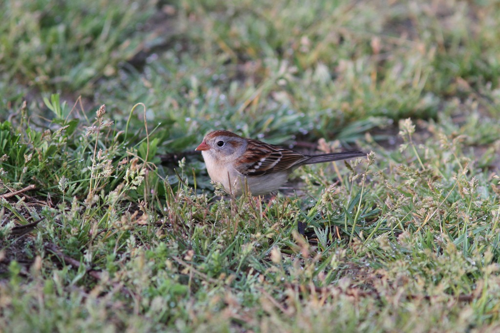 Field Sparrow - Matthew Jewell