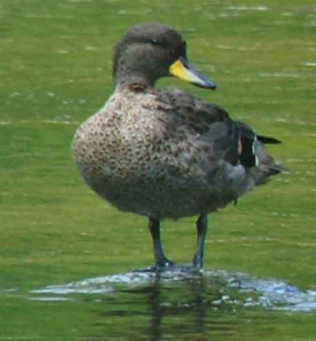 Yellow-billed Teal - andres ebel
