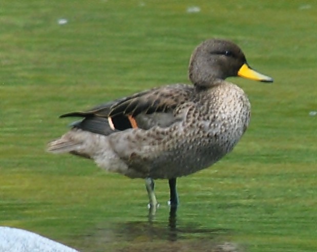 Yellow-billed Teal - andres ebel