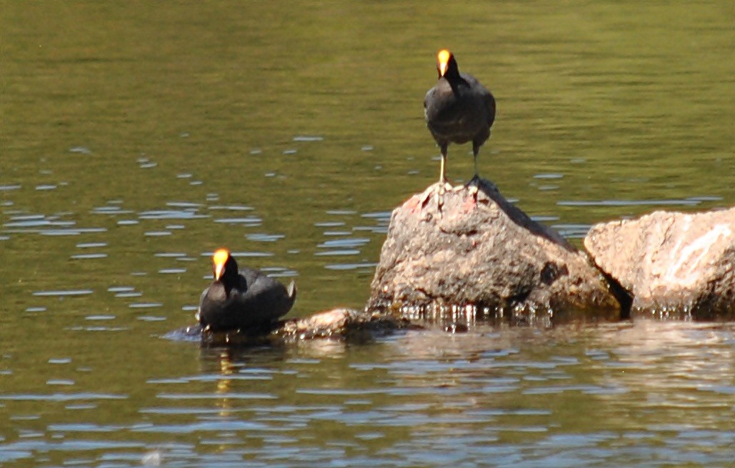White-winged Coot - ML120144321