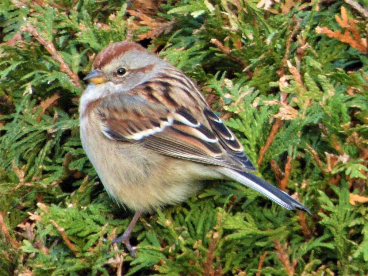 American Tree Sparrow - Patrice Blouin