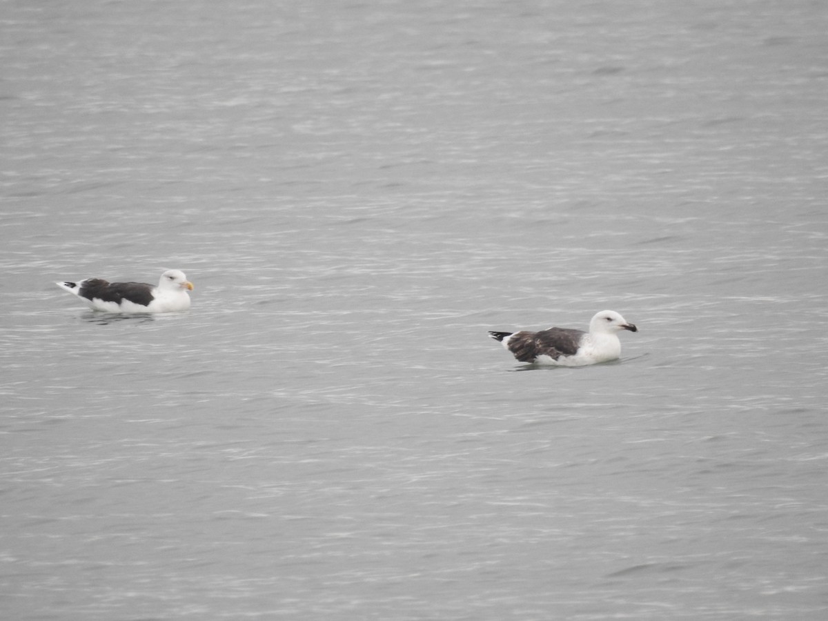 Great Black-backed Gull - Candy Giles