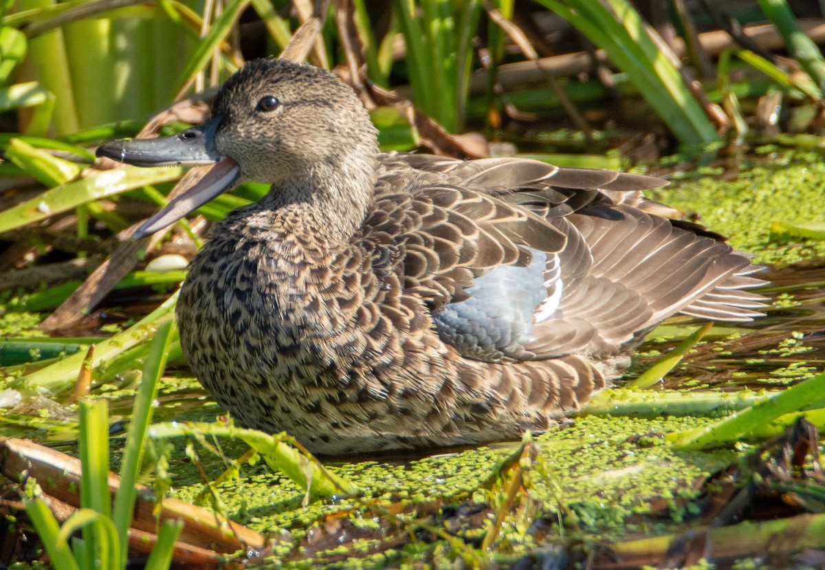 Blue-winged Teal - ML120148871
