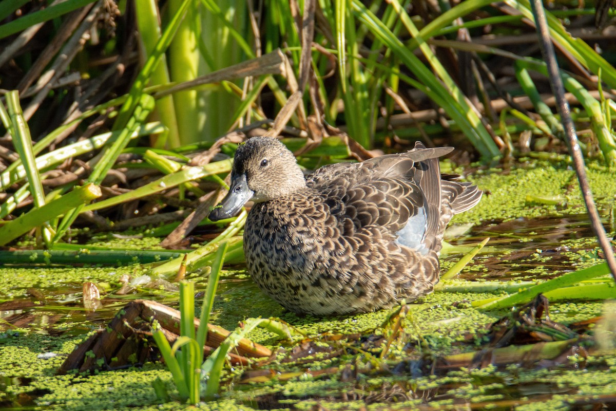 Blue-winged Teal - ML120148881