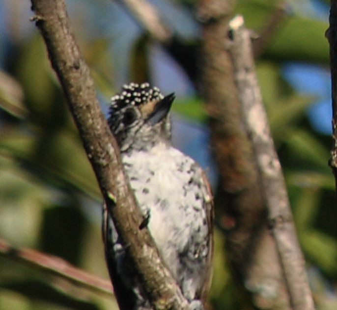 White-barred Piculet - ML120148961