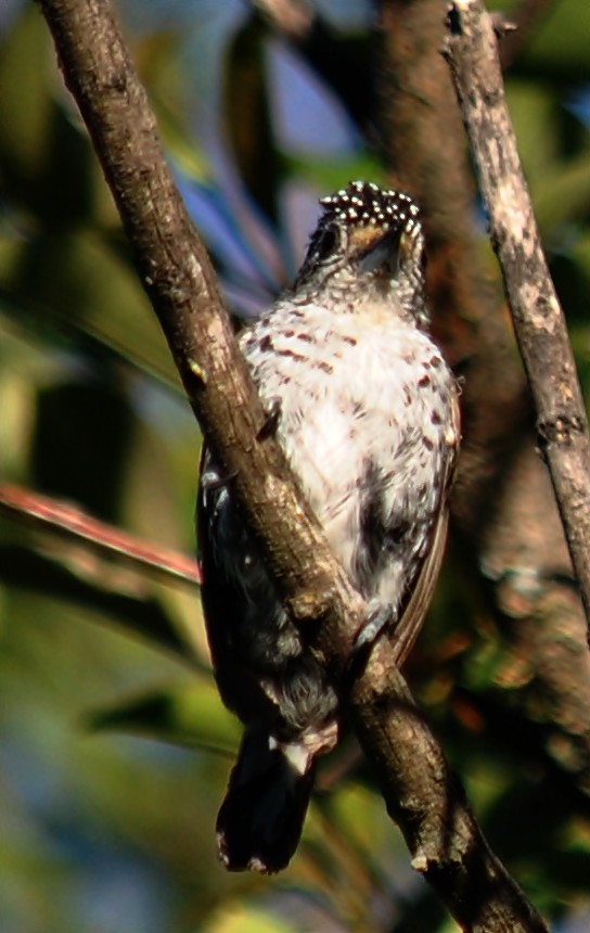 White-barred Piculet - ML120148981