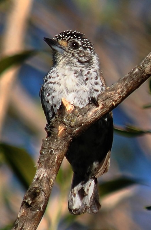 White-barred Piculet - ML120148991