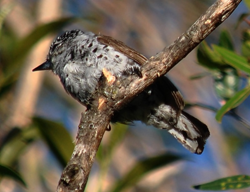 White-barred Piculet - ML120149001