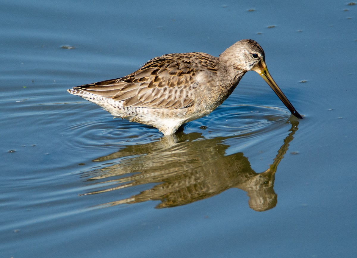Long-billed Dowitcher - ML120149831