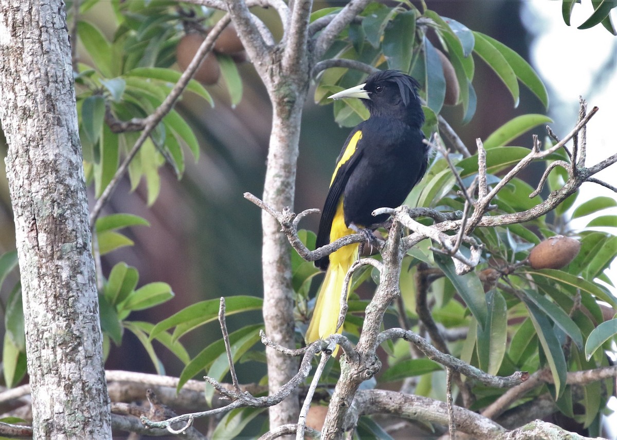 Yellow-winged Cacique - ML120150381