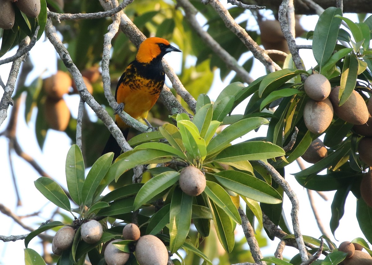 Spot-breasted Oriole - ML120150691