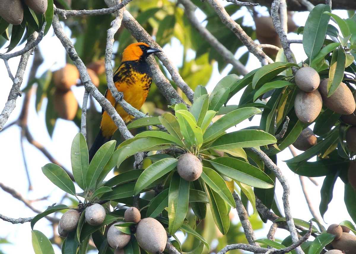 Spot-breasted Oriole - ML120150721