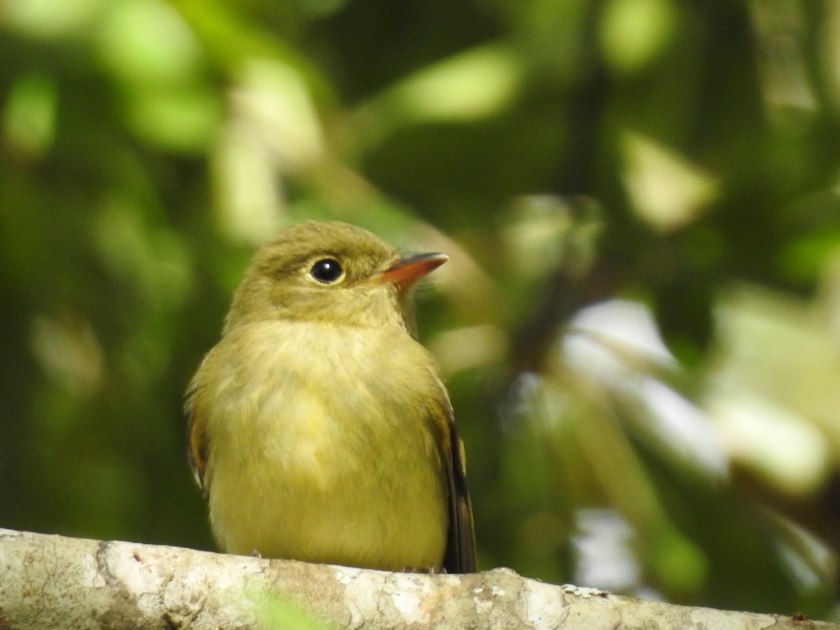 Yellow-bellied Flycatcher - Van Remsen