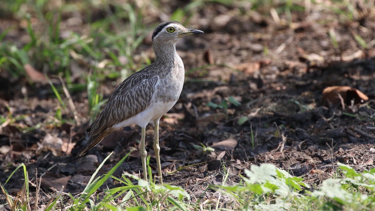 Double-striped Thick-knee - Dean LaTray