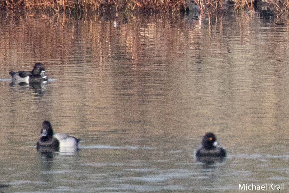 Greater Scaup - Michael Krall