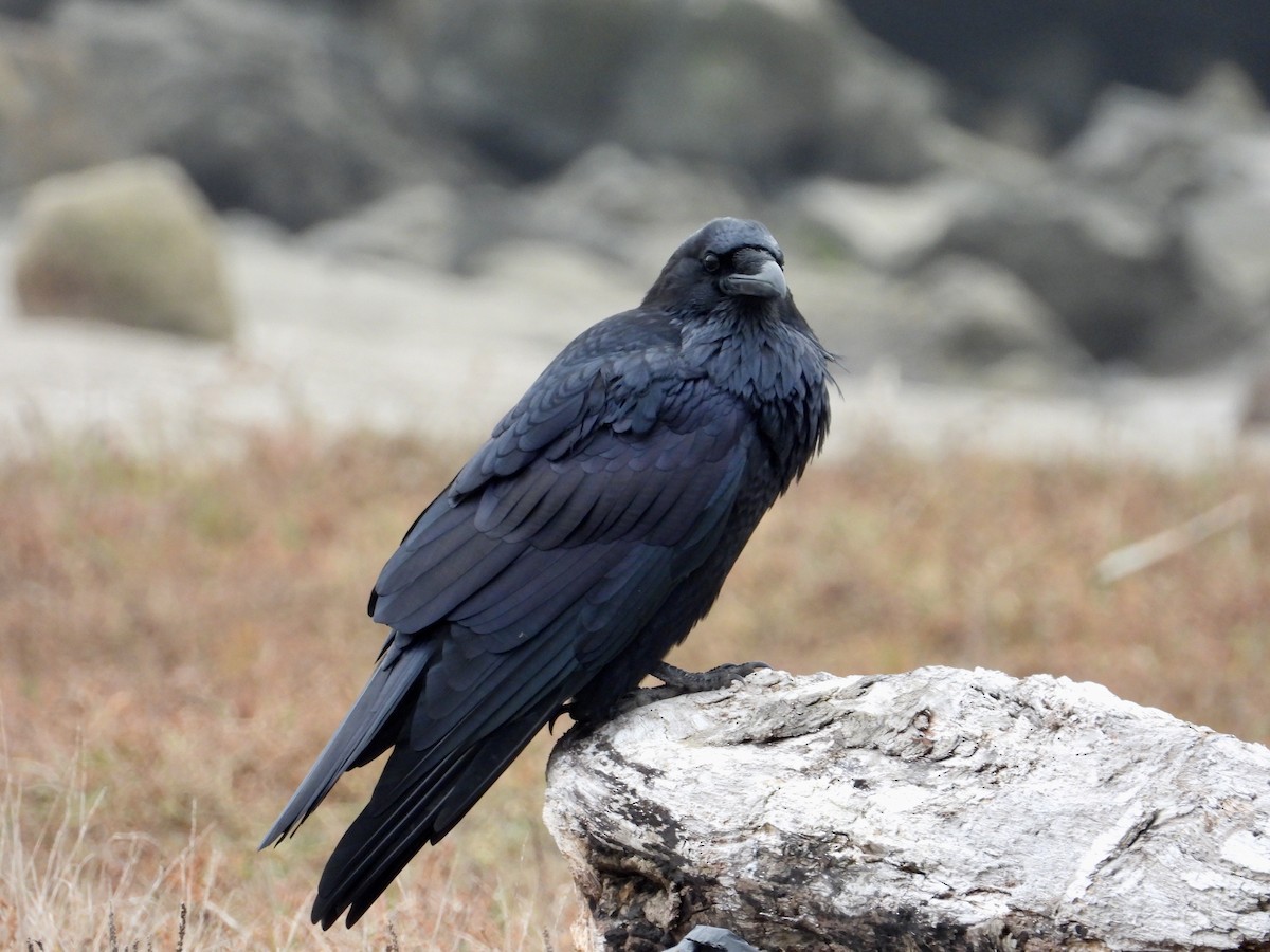 Common Raven - Nick Mrvelj