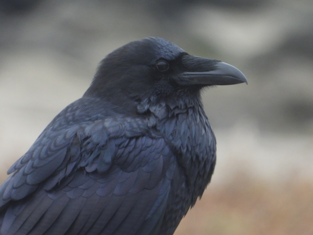 Common Raven - Nick Mrvelj
