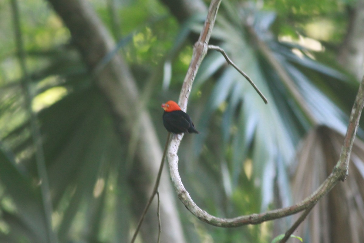 Red-capped Manakin - ML120152781