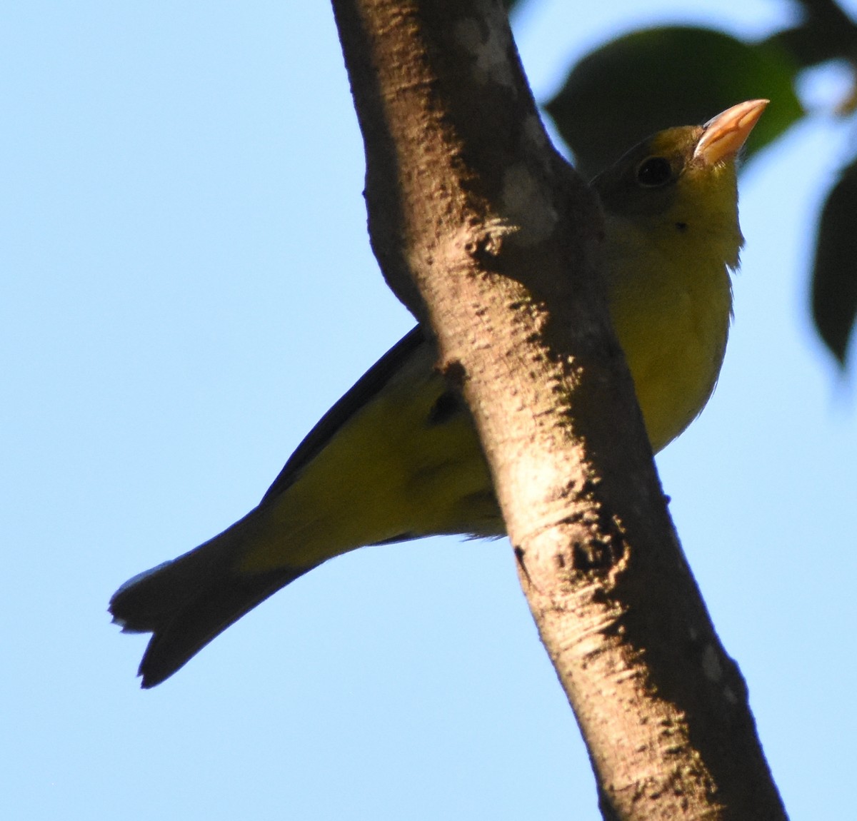 Scarlet Tanager - ML120152791