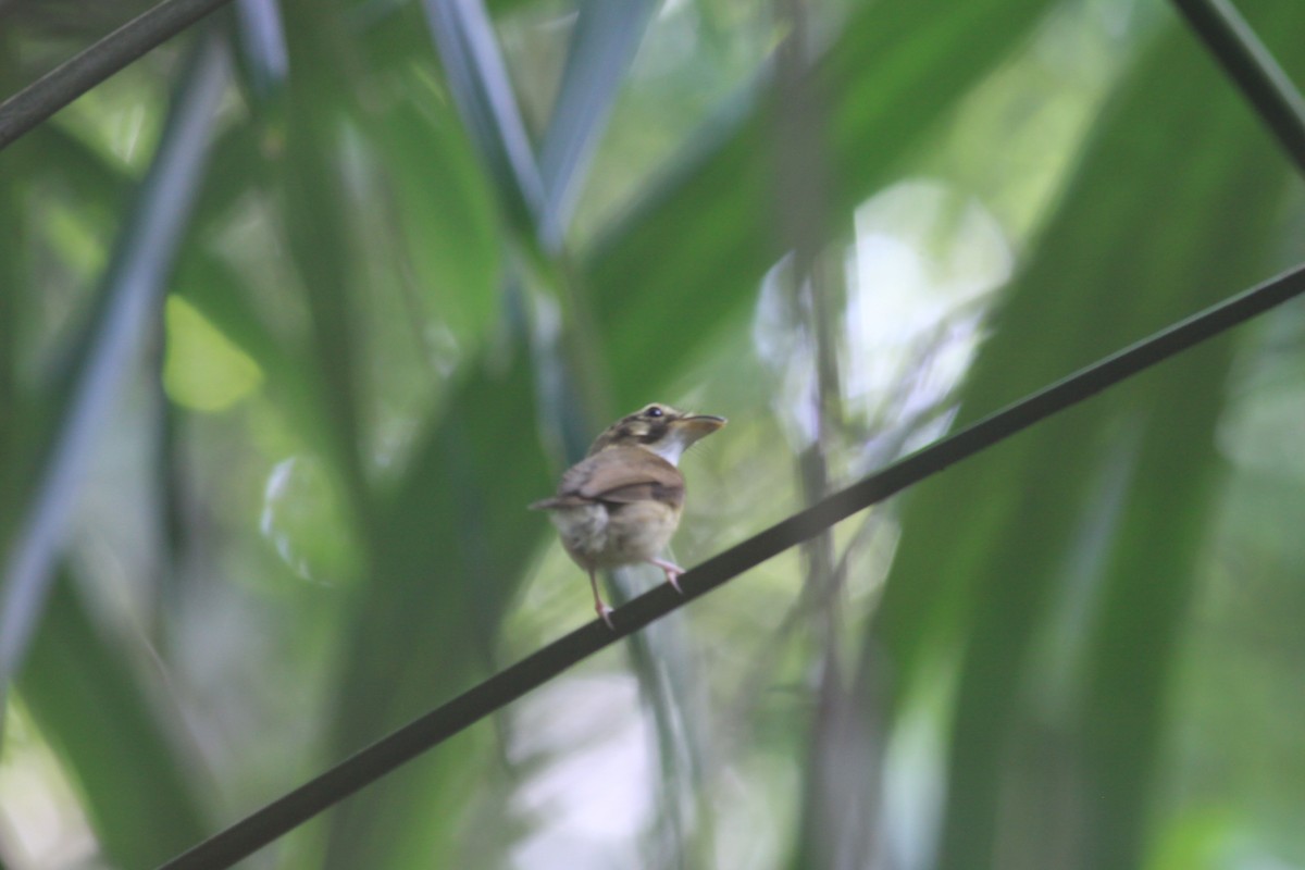 Stub-tailed Spadebill - Ken Oeser