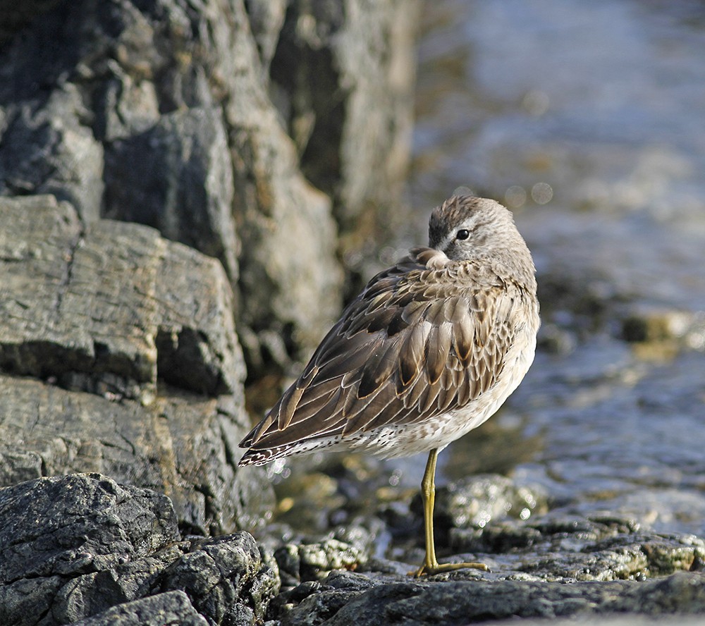 Long-billed Dowitcher - Marie O'Shaughnessy