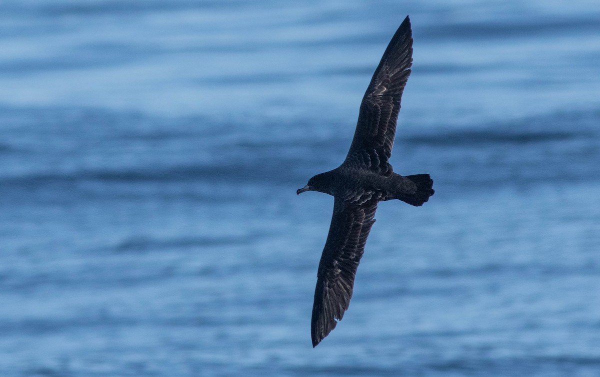 Flesh-footed Shearwater - ML120154011