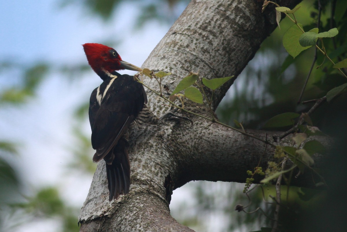 Pale-billed Woodpecker - ML120154151