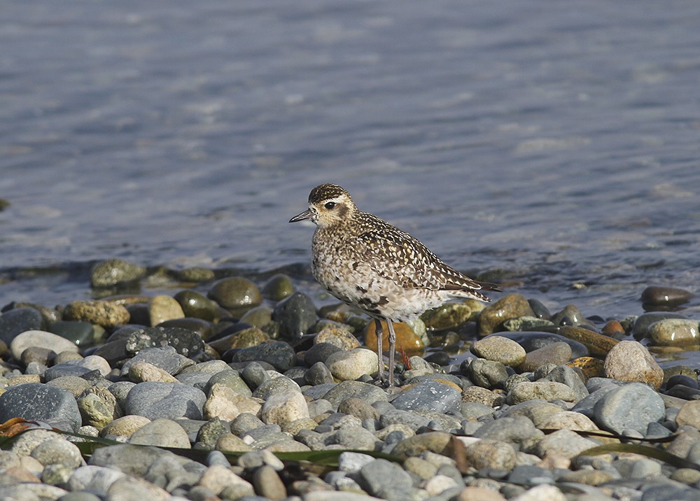 Pacific Golden-Plover - Marie O'Shaughnessy