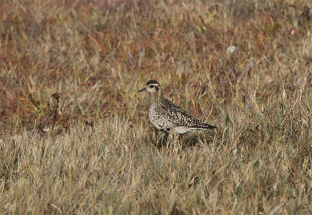 Pacific Golden-Plover - Marie O'Shaughnessy