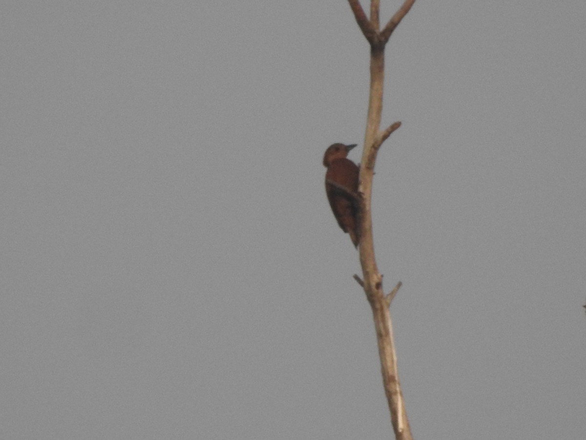 Rufous Woodpecker - Sannidhya De