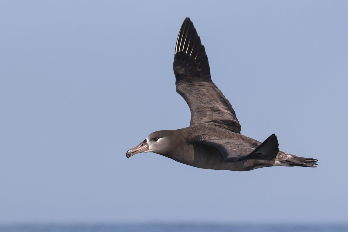 Black-footed Albatross - Blair Dudeck