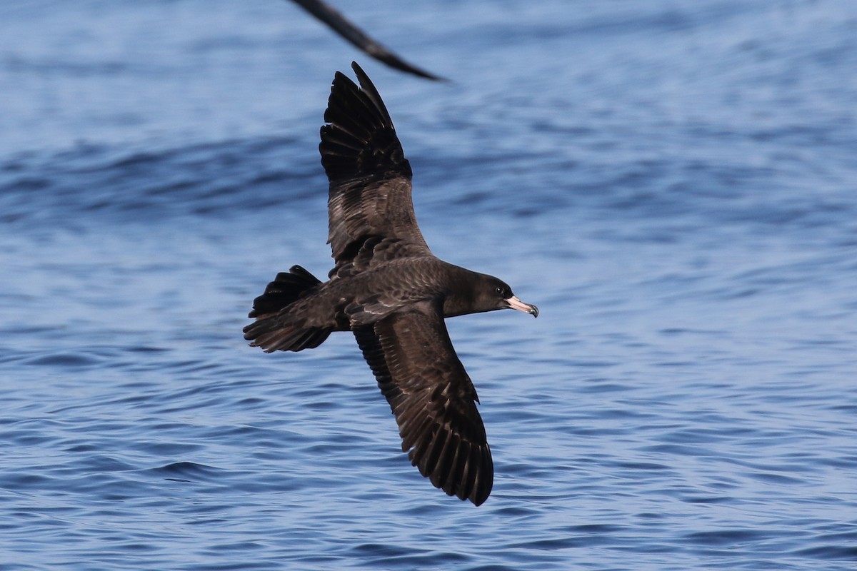 Flesh-footed Shearwater - ML120156861