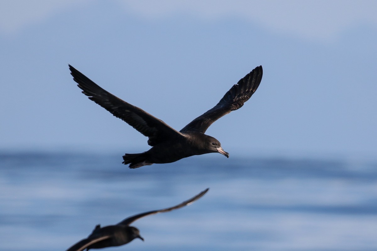 Flesh-footed Shearwater - ML120156881