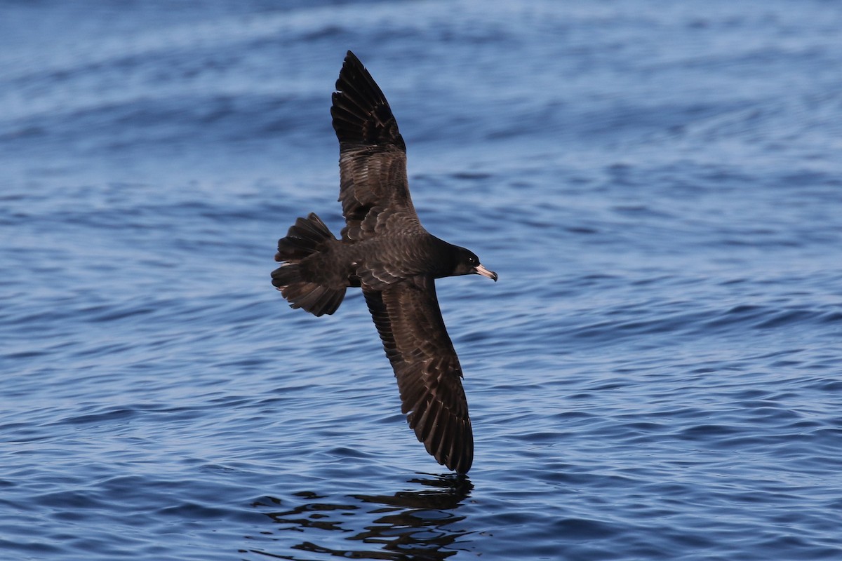 Flesh-footed Shearwater - ML120156901