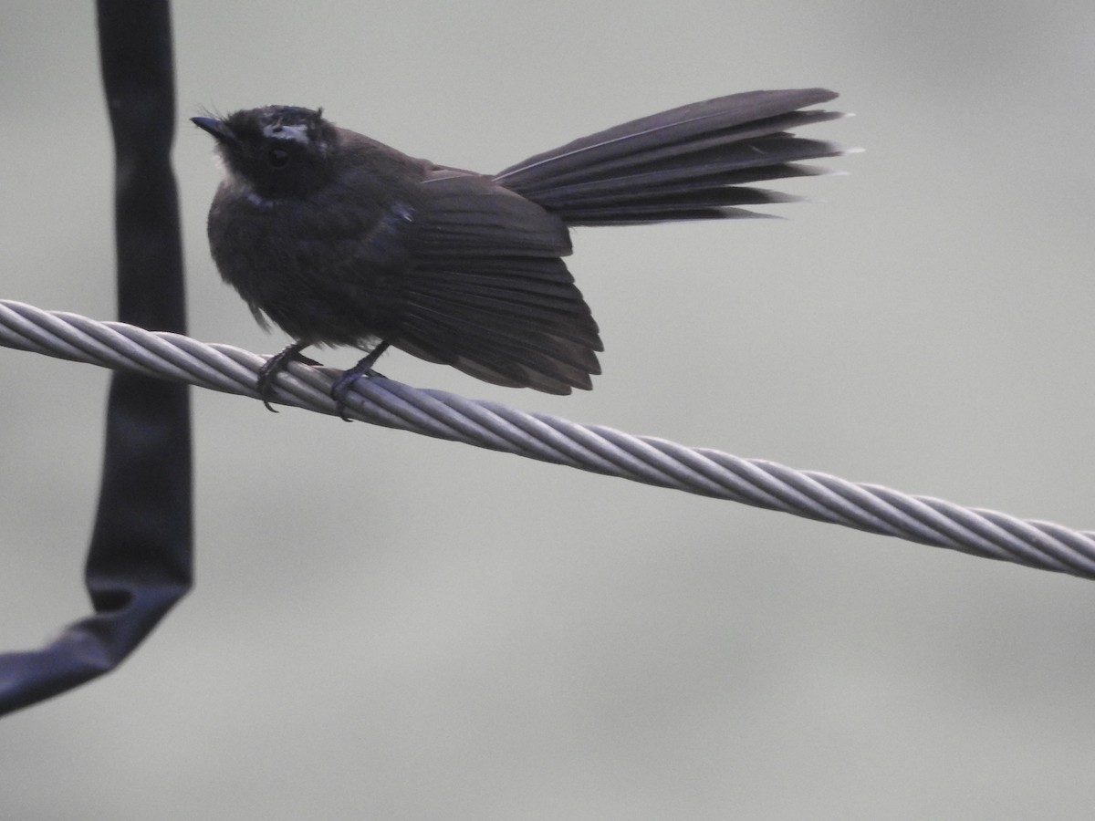 White-throated Fantail - ML120157611