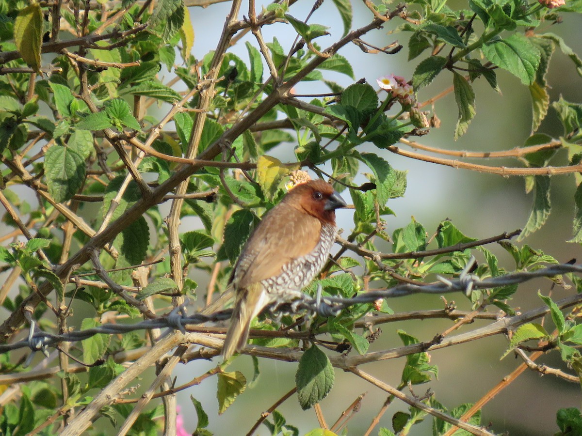 Scaly-breasted Munia - Becky Turley
